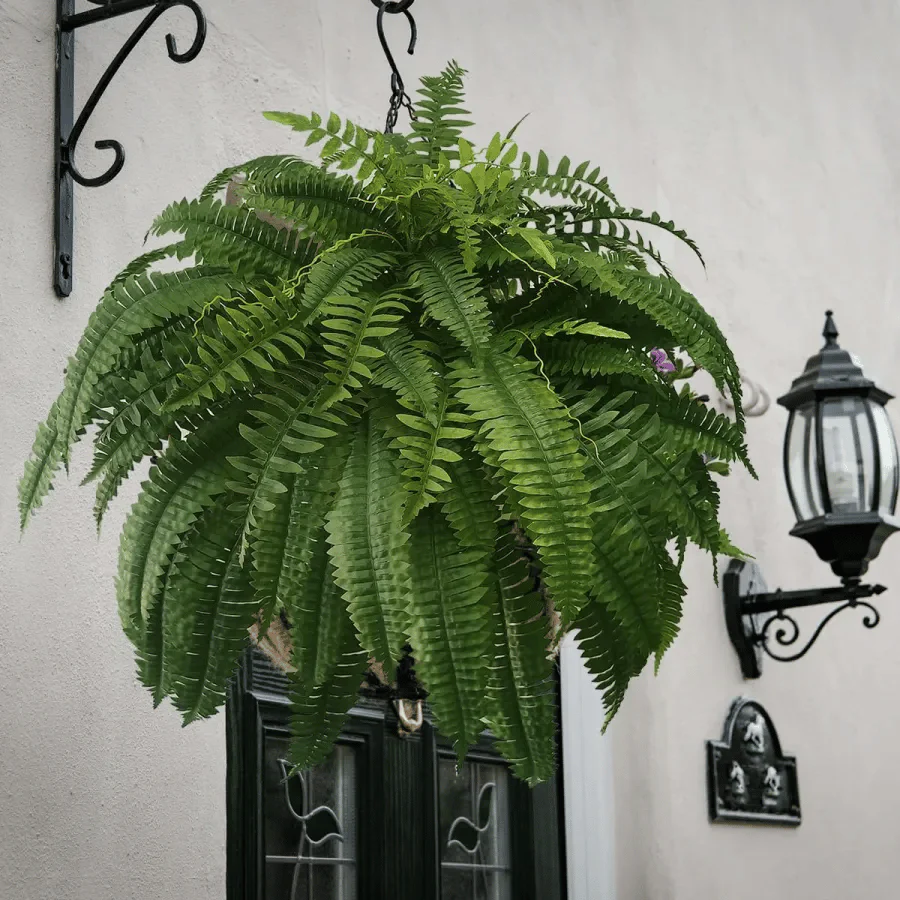Last Day 75% OFF | UV Resistant Lifelike Artificial Boston Fern - Image 11