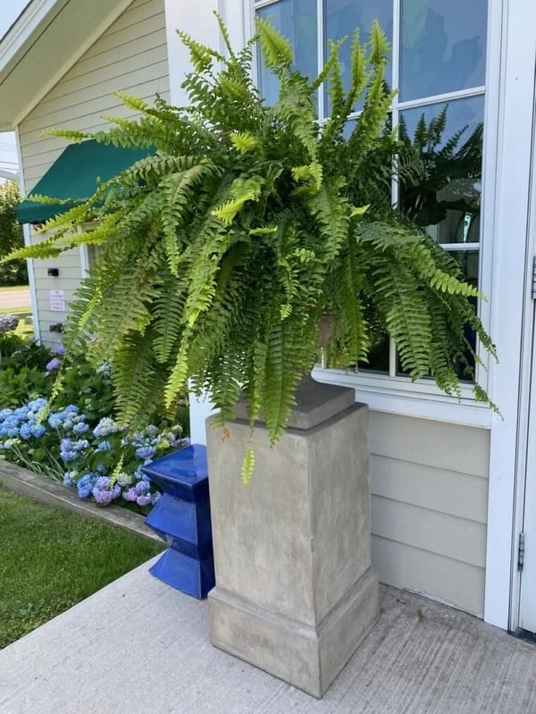 Last Day 75% OFF | UV Resistant Lifelike Artificial Boston Fern - Image 3